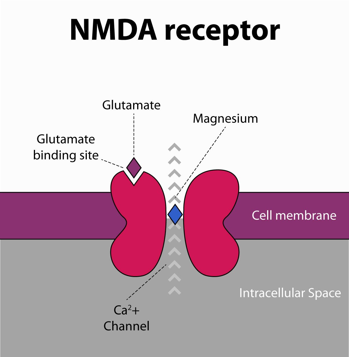 nmda receptor and how magnesium can boost brainpower